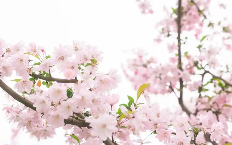 电脑动态壁纸樱花(樱花动态壁纸动漫)_在线网速测试