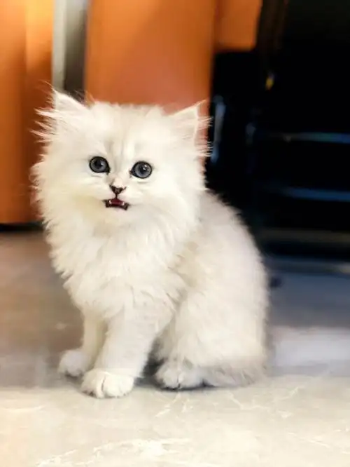 金吉拉一不小心就长大了