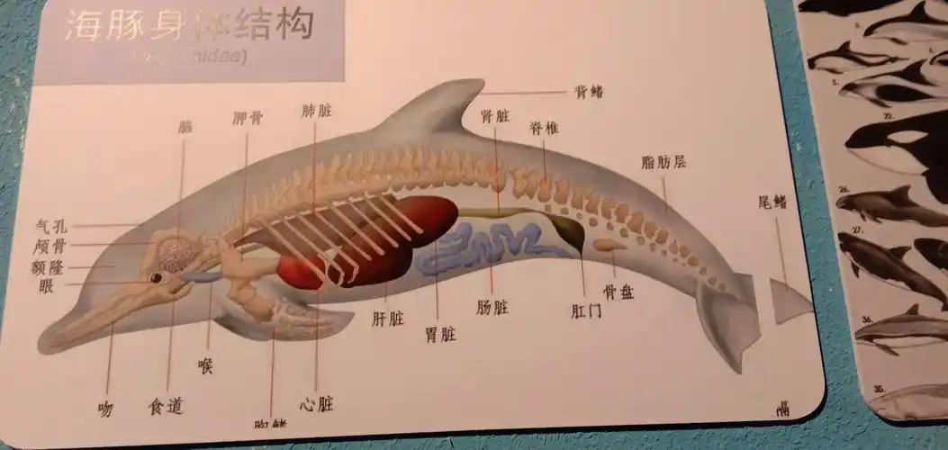 这就是海豚的身体结构.让我们一起来学习掌握吧.