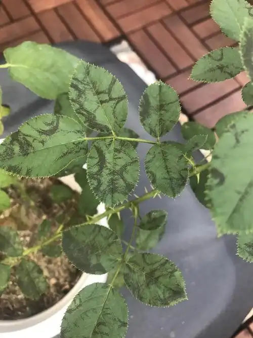 求救各位大神,月季花叶这样是什么原因🙏🙏🙏