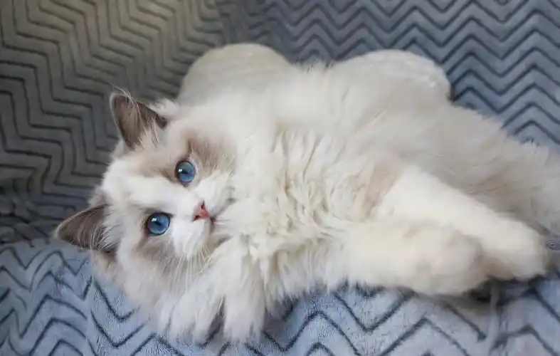 蓝双布偶猫多少钱一只(布偶猫丨蓝双色) - 价格百科