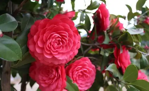 六角大红山茶花 花期1-3月