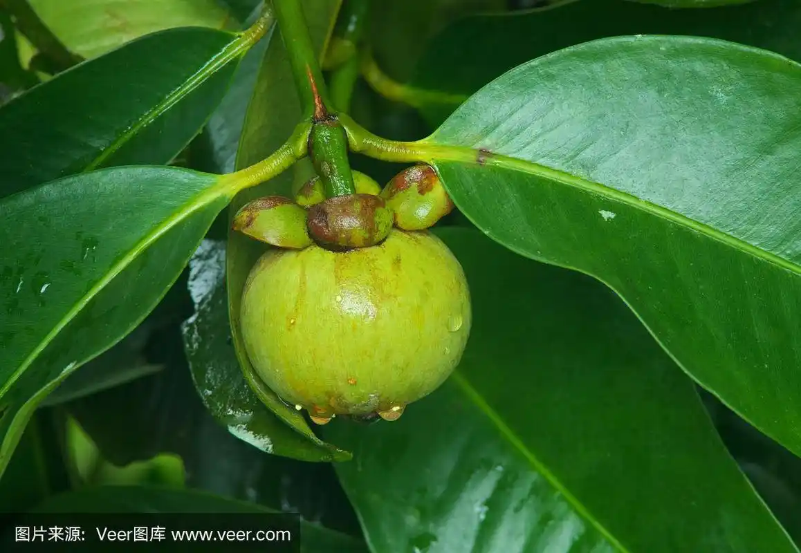 新鲜的山竹在树上