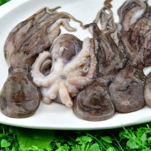 怡鲜来新鲜活冻小章鱼500g小八爪鱼鱿鱼足章鱼须火锅食材