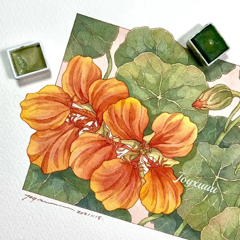 臭臭的旱金莲#水彩 #水彩花卉 #钢笔淡彩 #手绘 #画画 - 抖音