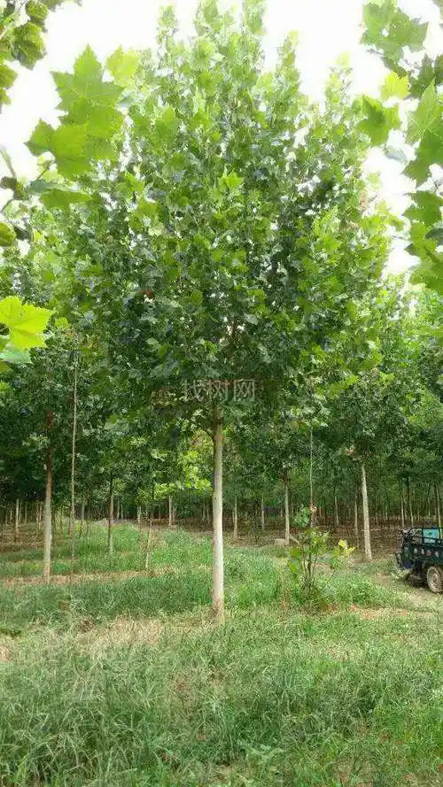 河北保定法桐供应商,保定法桐经纪人电话