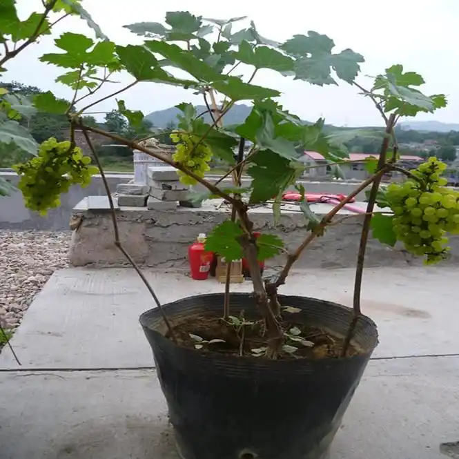 葡萄盆景