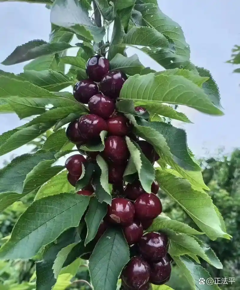 车厘子# 汉源车厘子大樱桃520