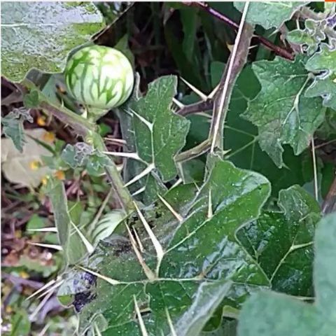 秦岭野生中药材苦颠茄刺天茄苦天茄带根全株新鲜干货500克