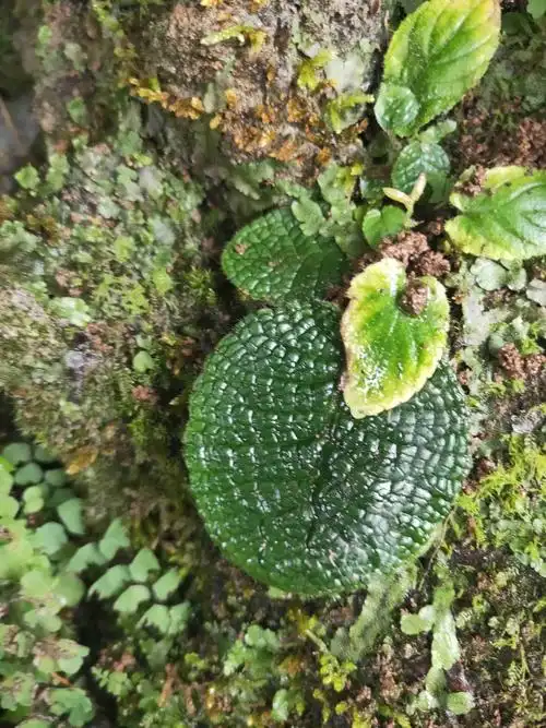 这是什么植物?有什么功效园叶子的这个