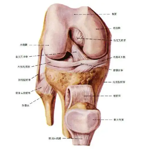 膝关节knee joint 由股骨内,外侧髁和胫骨内,外侧髁以及髌骨构成,为