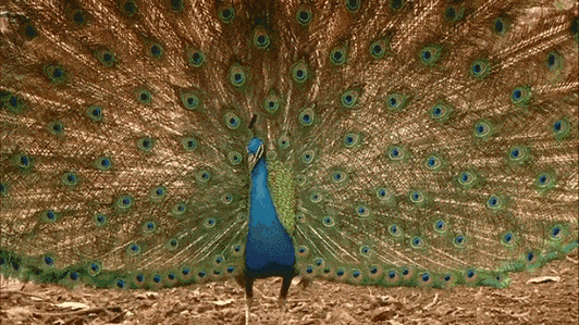 "飞入百姓家 警民一起帮助"他"|孔雀|救护站|野生动物|鸟类_网易订阅