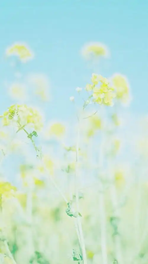 壁纸iphone 清新 欧美 插画 图片 风景 花朵