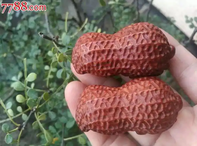 小叶紫檀金秋收获的果