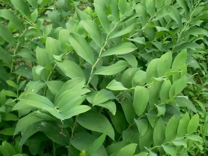 玉竹图片 玉竹草本野菜植物图片_图片大全_美桌网