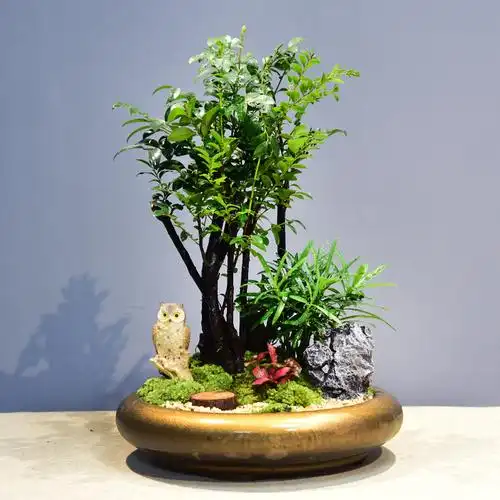 小叶紫檀盆景老桩骨茶盆栽绿植客厅室内植物绿植