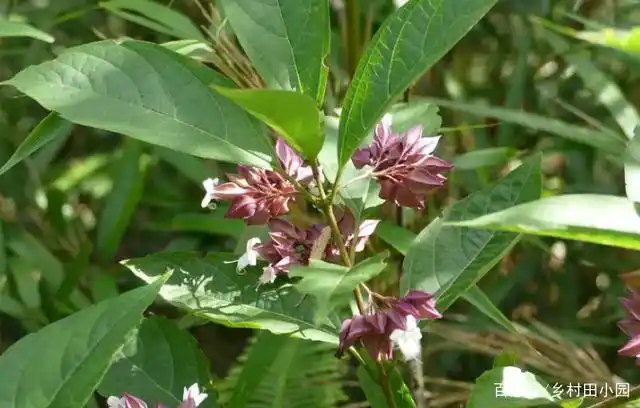 民间称"白花鬼点火"路边很多,止咳止痛,主跌打损伤,疔疮疖肿