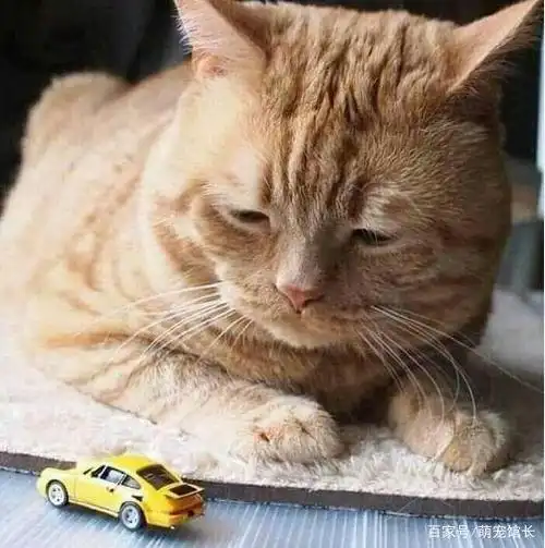 天生愁眉苦脸的橘猫表情包,忧愁的样子好萌