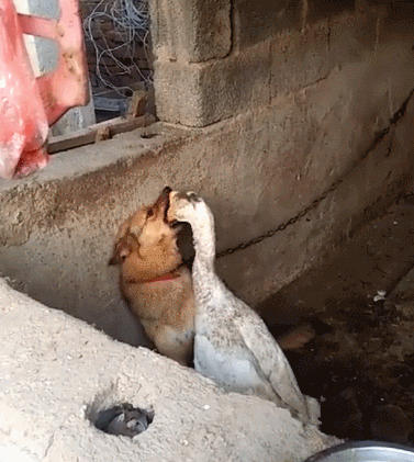 大白鹅越来越过分了,明目张胆的直接把脑袋伸进了狗狗的喉咙里,开始啄