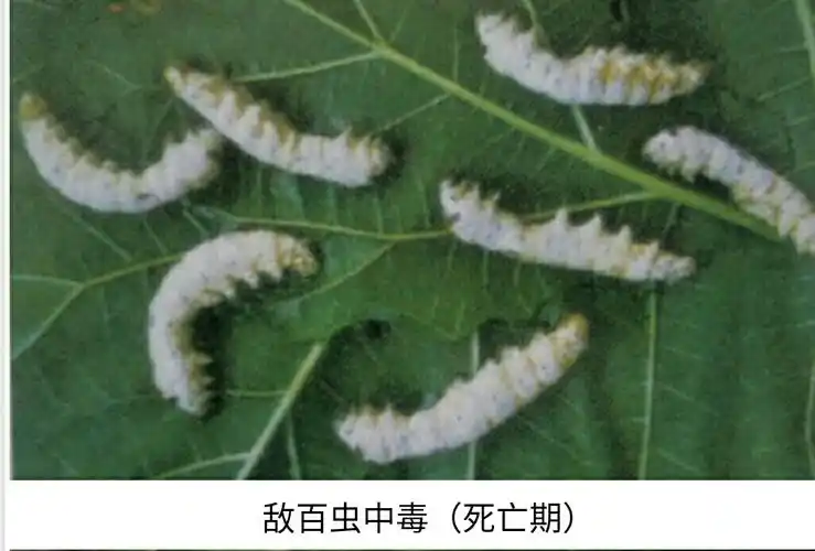 家蚕农药中毒症状与预防措施(副本)
