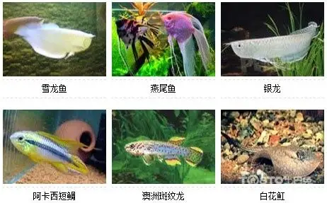 观赏鱼的种类名字和图片大全(4)