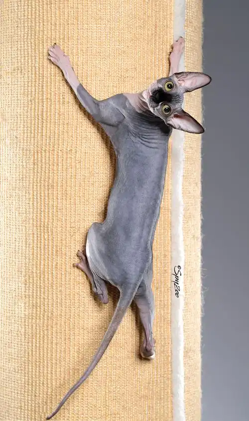 spyzoo猫赛猫照片之「斯芬克斯无毛猫」