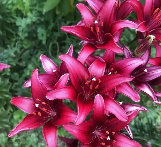 找了很久,才收集到这么多颜色和品种的百合花.