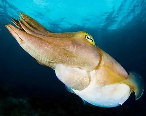 日照金乌贼 日照的一张活名片