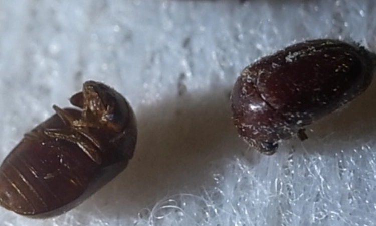 烟草甲虫会咬人吗