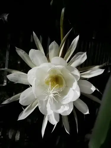 昙花虽一瞬,却美了一生.