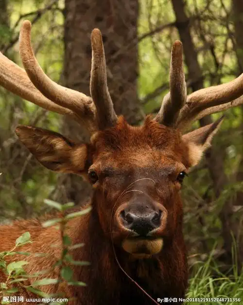 麋鹿图片
