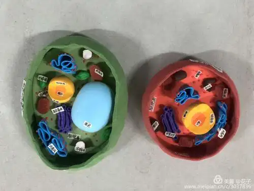 学生制作精细,还针对每个细胞结构,做了详细标注,都能拿来当生物教具