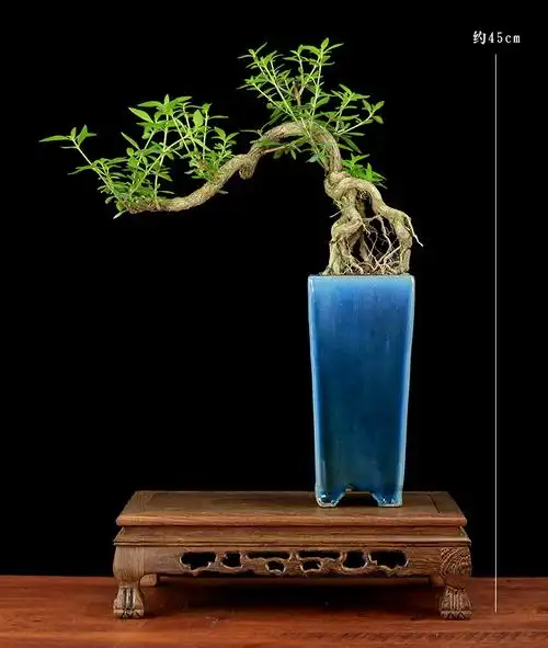 提根六月雪悬崖式盆景造型老桩绿植盆栽室内净化空气植物四季常青