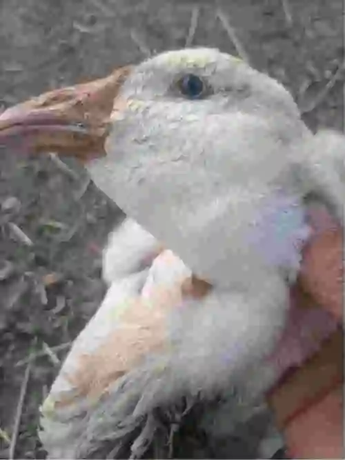 鹅脖子粗大怎么回事