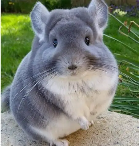 宠物鼠的种类(宠物鼠有哪些品种)