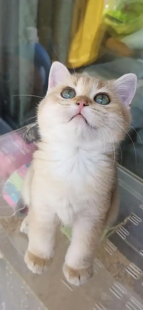 深圳金渐层ny11色妹妹找新家