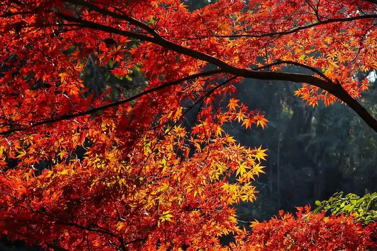 请跟随小微的镜头来领略"停车坐爱枫林晚,霜叶红于二月花"的意境!