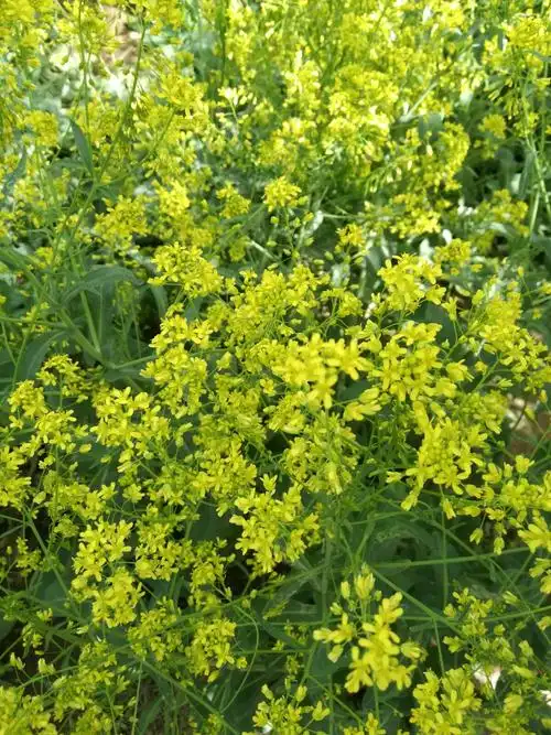 板蓝根花肯定你没见过