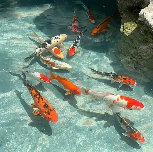 ins微信背景图好运锦鲤冲冲冲