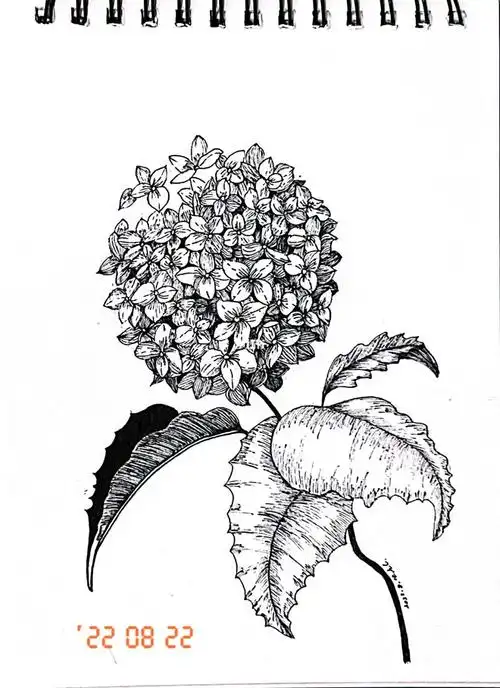 钢笔画绣球花