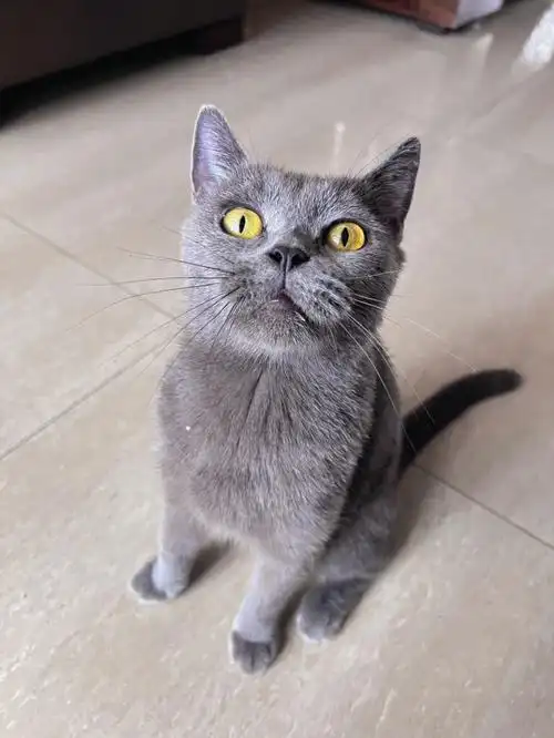 这样的是不是不是纯种的蓝猫,为什么眼球不是圆的呢#蓝猫  #英短蓝猫