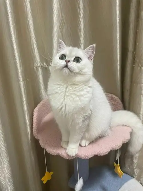 银渐层  #猫咪日常  #猪咪  8个月8.5斤多!