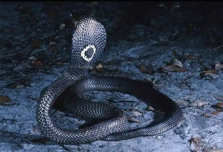 原创云南废弃水池发现眼镜王蛇蛇王易危的2大原因其中人类危害最大