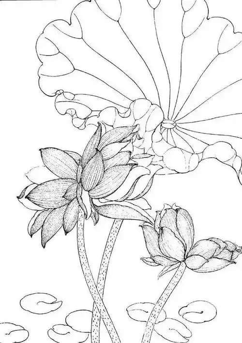 工笔线描花卉画谱——荷花_白描