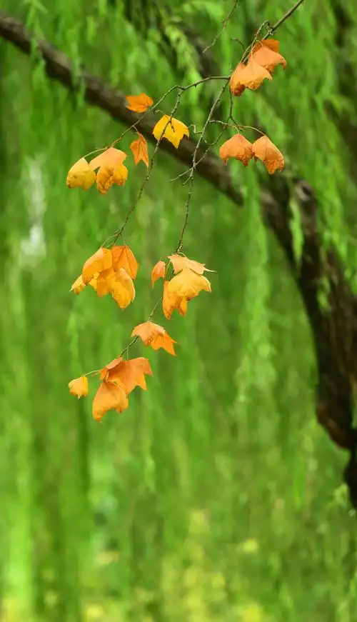 寒露至,凉意浓,秋叶片片落