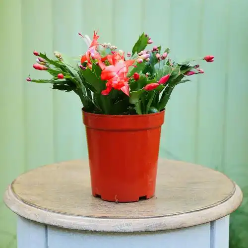 花伴水蟹爪兰花卉庭院好养耐活开花不断花卉