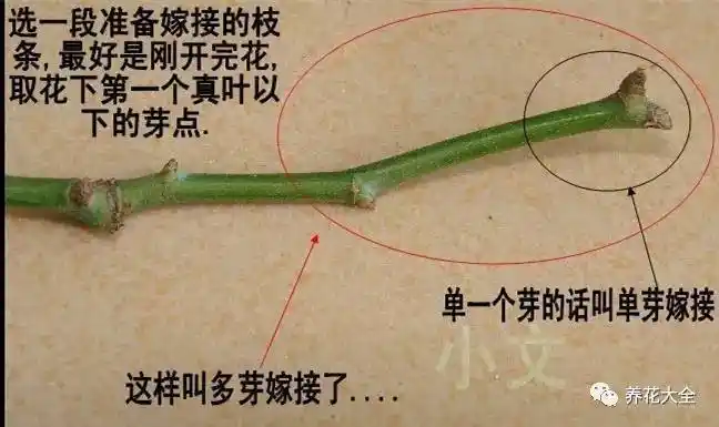 必学5种月季扦插方法学会1种就能100插活
