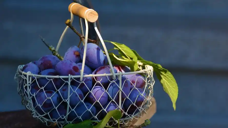 夏天到了,李子也熟了,水果蔬菜-回车桌面