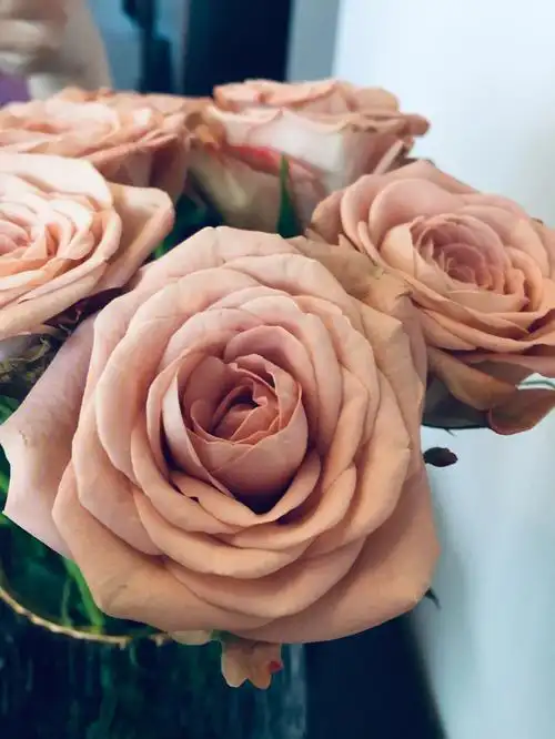 美到让人窒息的鲜花呀宝宝拍的比我好看啊