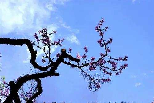 春暖花开,鸟语花香,疫情已控,安康无恙.